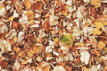 Wall Mural - Background of dry wood on the green grass. Background of their old fallen autumn foliage trees. The texture of the fallen yellow autumn leaves. Ready background for your text and design