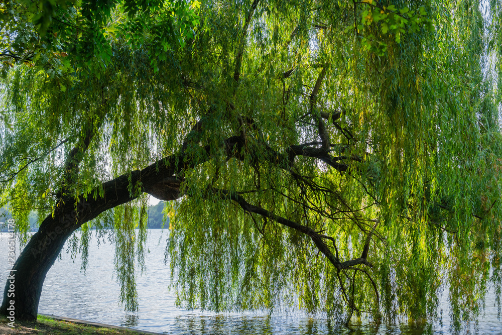 Weeping willow tree on the shoreline of Herastrau Lake, Bucharest, Romania - obrazy, fototapety, plakaty 