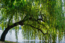 Willow Tree Free Stock Photo Public Domain Pictures