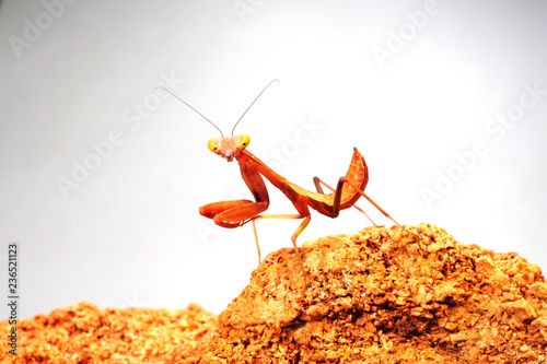 Fotografía Australische Riesenmantis / Larve/Nymphe (Hierodula majuscula) - Australian gian