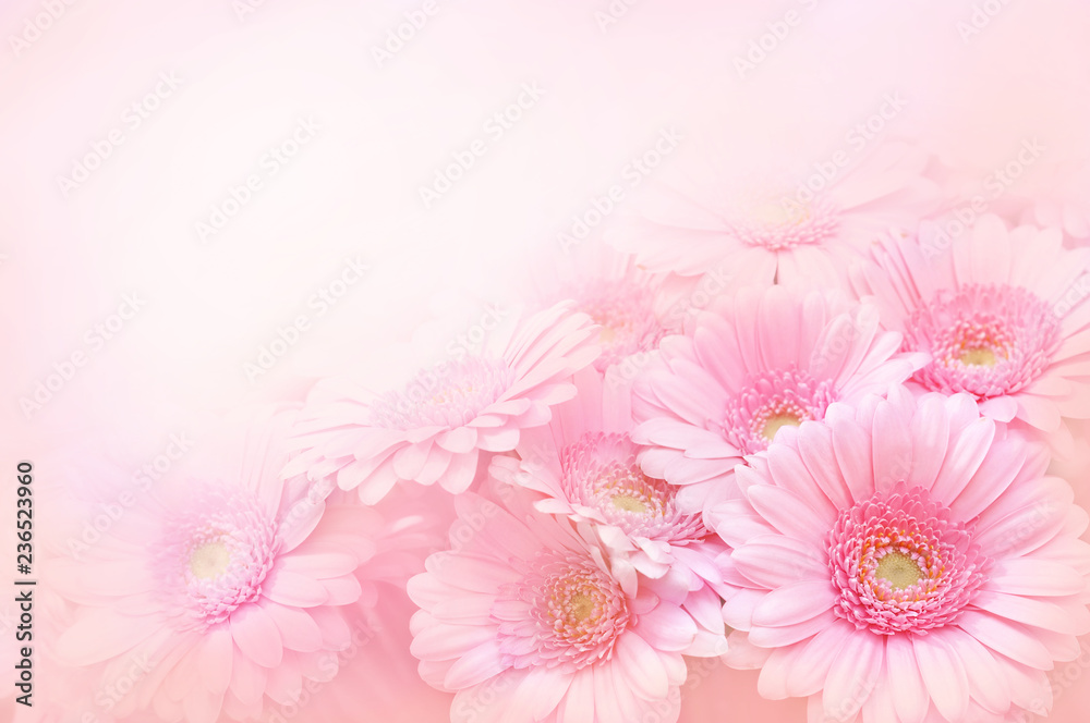 Kwitnące gerbery na różowym tle - obrazy, fototapety, plakaty 