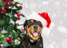 Happy Christmas Dog By Tree