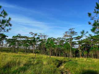 Wall Mural - Beautiful morning scene in the forest with sun rays and long shadows