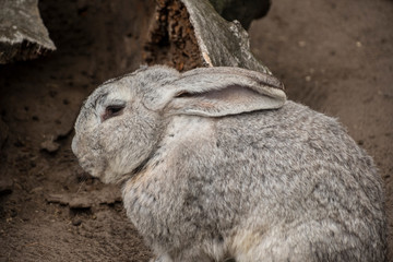 Wall Mural - Easter bunny concept. Small cute rabbit, fluffy gray pet. soft focus, shallow depth of field copy space