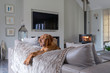 © Phillips Visuals/Stocksy - Dog resting on a sofa looking towards the camera.