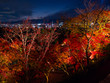 red maple tree leaves , autumn light up at night, Kyoto, Japan