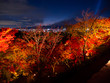 red maple tree leaves , autumn light up at night, Kyoto, Japan