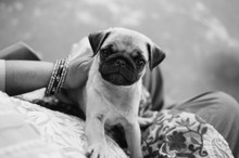 A Young Pug On A Lap.