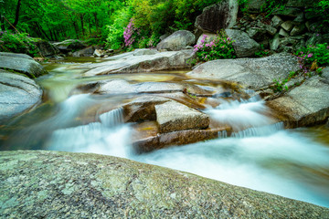 Wolsung valley of Azaleas blooming spring flowers and Running water