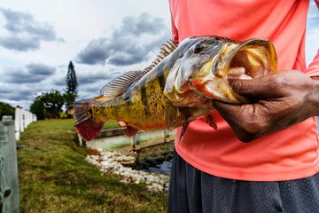 Wall Mural - Holding A Peacock Bass 