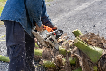 Man cuts tree felling tree with chainsaw. Occupation cut tree.