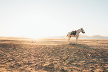 White Horse On The Beach At The Sunset