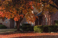 Colorful Fall Foliage At Front Lawn Of Residential House Near Dallas, Texas, USA. Thick Carpet Of Ground Bradford Pear Leaves At Sunrise