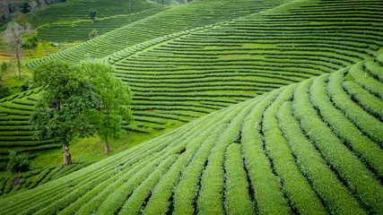 Wall Mural - agricultural area green tea on mountain chiang rai Thailand