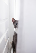 Young Cat Hiding Behind A Curtain