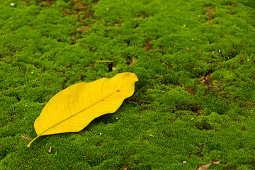 Wall Mural - Moss in garden