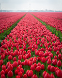 Fototapeta Tulipany - Red tulips in field