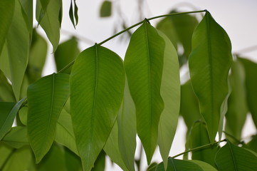 green leaves of tree