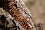 Fototapeta Miasto - Bark beetle texture