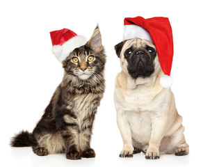 Canvas Print - Pug and Maine Coon kitten together in Santa hats