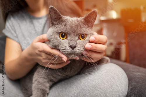 Fotografie, Obraz girl stroking british cat, funny happy muzzle of cat, cat smiles, dissatisfied c