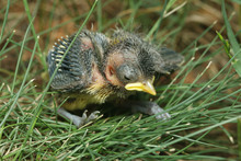 Chich Of The Great Tit Which Fallen From The Nest. A Tiny Bird Species Common In Europe. Abandoned Youngster In Breeding Season, Lying In The Grass.