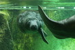 A couple of African manatees swimming in a water.