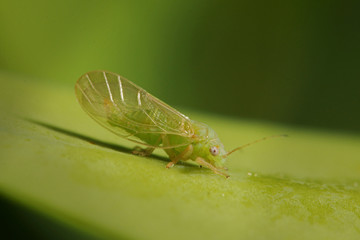 Wall Mural - Jumping plant louse sitting on a boxwood leaf. A common garden pest species on a close up horizontal picture. 