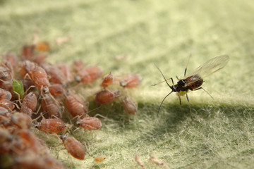 Wall Mural - Apple aphids feeding on the apple leaf. An extreme close up horizontal picture focused on one of the most common pests in European apple tree orchards.