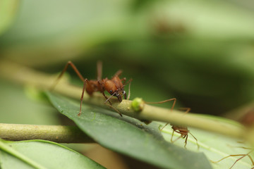 Wall Mural - Leaf cutter ant on a close up horizontal picture. A common tropical insect species in its natural habitat. Amarican ant species feeding on fungus which plant on leaves.