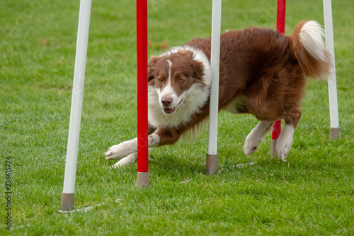 Fotografía Border collie marron et blanc en parcours d'agility