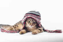 Mixed Breed Cat In Christmas Hat On White Background