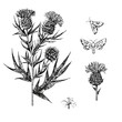 Thistle set with branches, flowers and butterflies
