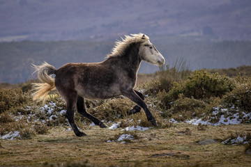 wild horse