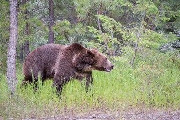 Wall Mural - grizzly bear walking through long grass
