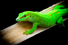 Green Lizard Close-up