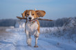 © androsov858 - Beagle dog playing with a stick on a walk in winter