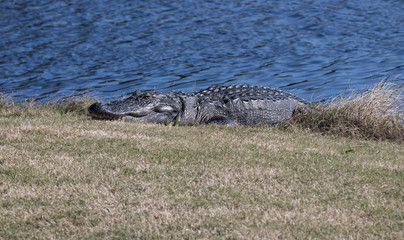 Sticker - Alligator in the sunshine