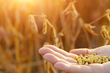 Harvest ready soy beans in human hand on dry pods background evening sunset time