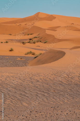 Fotografia, Obraz A line of orange sand dunes rise up from the rocky desert floor at the edge of t