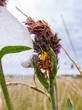 Four Spotted Orb Weaver Spider and her friend in round the corner, sat on a thistle in a British Meadow