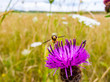 Hoverfly resting on a pink / purple thistle flower head