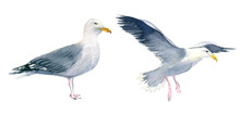 Watercolor Illustration Of An Isolated Standing Seagull And Seagull With Stretched Wings On A White Background. Painting Of A Sea Bird - Seagull Set