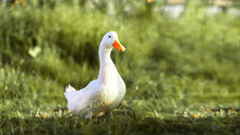 White Duck In Drops Of Water Came Ashore Overgrown With Grass And Illuminated By The Sun, A Drop Falls From Her Orange Beak