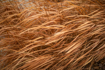 fall grass