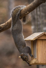 Grey Squirrel, Hanging By His Tail, To Steal Food From A Bird Feeder.