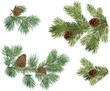 © JL-art - Vector collections of Christmas tree branch with pine cones