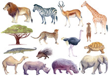 Watercolor Illustration Of African Animals: Lion, Zebra, Gazelle, Antelope, Giraffe, Cheetah, Ostrich, Meerkat, Suricate, Tortoise, Camel, Rhino, Hippo, Elephant, Isolated On A White Background