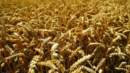 Wall Mural - Ripe rye in the field at summer in Switzerland