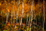 Fototapeta Zwierzęta - jesienne impresje, złota jesień